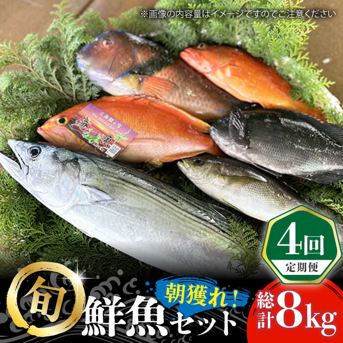[全4回定期便]五島列島直送!朝獲れ鮮魚セット2kg 鯛福丸水産/五島市[PDP013] 魚 鮮魚 セット 海鮮 直送 さかな 詰合せ 冷蔵