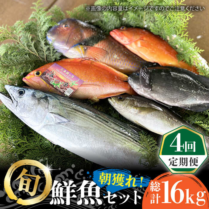 楽天市場】アオリイカ（総重量（水産物）4.0 ～ 4.9kg）の通販