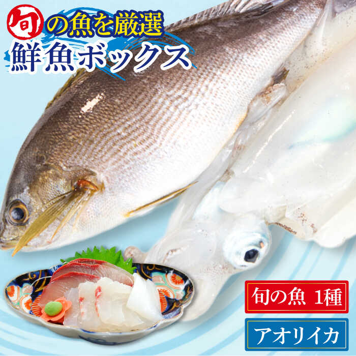 金澤仕立て 鮮魚ボックス(旬の魚1種・アオリイカ)五島市/金沢鮮魚 