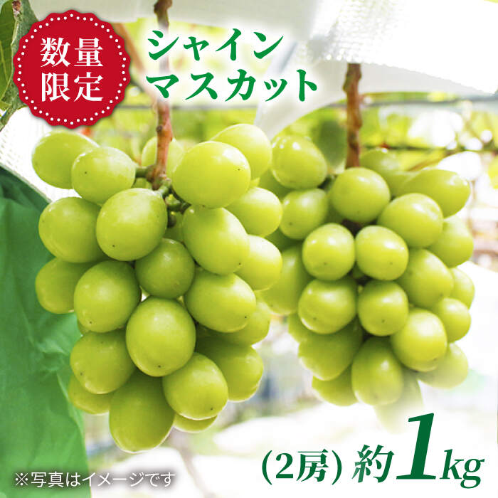 [先行予約][糖度18度以上] 西海 シャイン物語 シャインマスカット 計1kg [山田果樹園][CCX001] ぶどう ブドウ 果物 フルーツ 大粒 種なし 贈答 ギフト 甘い シャインマスカット マスカット