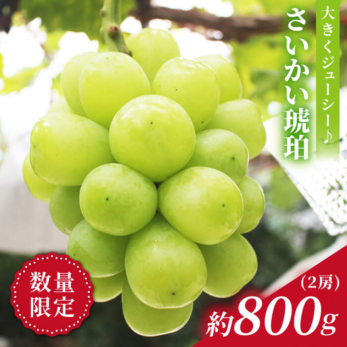 [先行予約][もっちり弾ける宝石]さいかい琥珀(雄宝/ゆうほう)計800g(2房)[山田果樹園][CCX002] ぶどう ブドウ シャインマスカット 果物 フルーツ 贈答 ギフト