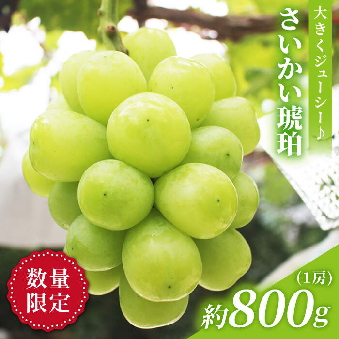 【先行予約】さいかい琥珀（雄宝）約800g（1房）＜山田果樹園＞ [CCX005] ぶどう ブドウ シャインマスカット 大粒 果物 フルーツ 贈答 ギフト マスカット