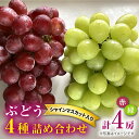 【ふるさと納税】【数量限定】【贈答用にも♪】 ぶどう4種詰め合わせ ＜岡本ぶどう園＞ [CEN013]