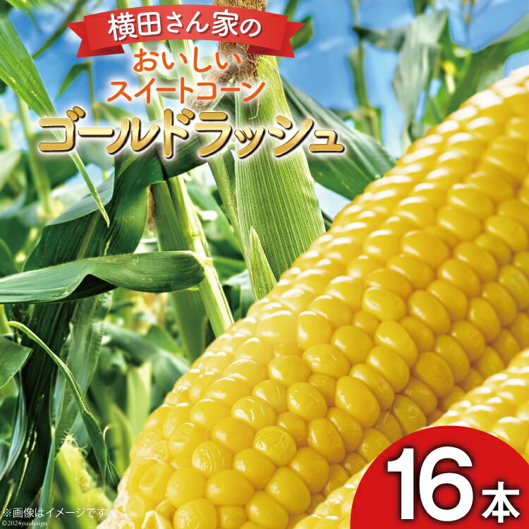 2024年5月前半～2024年6月前半において順次発送 ※申込期日：2024年5月15日（決済確認） ※申込が集中した場合は、お届けまでお待たせすることがございます。 ※収穫状況によって発送時期が変更になる場合があります。 ※配送不可エリア：クール便配送不可の一部離島や地域 朝採りで鮮度抜群！ 横田農園自慢のとうもろこし「ゴールドラッシュ」。 1株から1本のみの収穫方法により、一粒一粒が大きく身がぎっしり詰まっています。 甘くてジューシーな当農園のとうもろこしをぜひご賞味ください。 ●横田農園とは？ 横田農園では、野菜の鮮度と品質に非常にこだわっています。 収穫後すぐに箱詰めし、迅速に出荷することで、抜群の鮮度をそのまま届けます。 この徹底した鮮度管理は、横田農園の野菜が、比較的にきれいな状態で手元に届く理由の一つで贈答用としても非常におすすめです。 横田農園の野菜は、その栄養価の高さと鮮度の良さで、日々の食卓を豊かに彩ります。 【お申し込み前に必ずご確認ください】 ・本返礼品は、クール便配送不可の一部離島や地域へは配達いたしかねます。 ・システムの都合上、配達不可地域であってもお申し込みができてしまいますので、配送不可エリアをご確認の上お申込みください。 ・配達日の指定はお受けできません。 ・不在日がある場合は、備考欄に記載または申込後3日以内にご連絡をお願いいたします。 ・長期不在などお受取人様の都合によりお届けができなかった場合、再送およびキャンセルはいたしかねます。 ・お礼の品の消費期限が過ぎた場合は、食品衛生上の都合により破棄させていただきます。 ・万が一発送困難な場合は、翌シーズンの発送、もしくは当自治体の別のお品（同一金額以下）をお選びいただくことがございます。 内容量16本入り（5kg以上） ■原産地 雲仙市国見町 配送方法冷蔵 事業者横田農園 ・ふるさと納税よくある質問はこちら ・寄附申込みのキャンセル、返礼品の変更・返品はできません。あらかじめご了承ください。【 先行予約 】とうもろこし 横田さん家の美味しいスイートコーン ゴールドラッシュ 16本入り 朝採りで鮮度抜群！ 横田農園自慢のとうもろこし「ゴールドラッシュ」。 1株から1本のみの収穫方法により、一粒一粒が大きく身がぎっしり詰まっています。 甘くてジューシーな当農園のとうもろこしをぜひご賞味ください。 ●横田農園とは？ 横田農園では、野菜の鮮度と品質に非常にこだわっています。 収穫後すぐに箱詰めし、迅速に出荷することで、抜群の鮮度をそのまま届けます。 この徹底した鮮度管理は、横田農園の野菜が、比較的にきれいな状態で手元に届く理由の一つで贈答用としても非常におすすめです。 横田農園の野菜は、その栄養価の高さと鮮度の良さで、日々の食卓を豊かに彩ります。 【お申し込み前に必ずご確認ください】 ・本返礼品は、クール便配送不可の一部離島や地域へは配達いたしかねます。 ・システムの都合上、配達不可地域であってもお申し込みができてしまいますので、配送不可エリアをご確認の上お申込みください。 ・配達日の指定はお受けできません。 ・不在日がある場合は、備考欄に記載または申込後3日以内にご連絡をお願いいたします。 ・長期不在などお受取人様の都合によりお届けができなかった場合、再送およびキャンセルはいたしかねます。 ・お礼の品の消費期限が過ぎた場合は、食品衛生上の都合により破棄させていただきます。 ・万が一発送困難な場合は、翌シーズンの発送、もしくは当自治体の別のお品（同一金額以下）をお選びいただくことがございます。