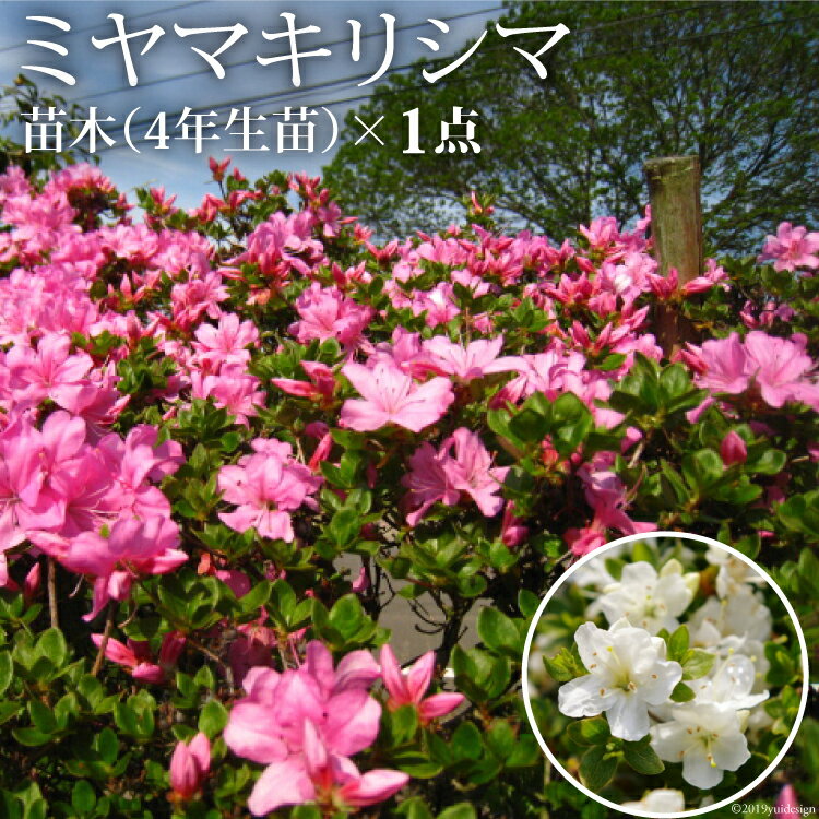 花・観葉植物人気ランク30位　口コミ数「2件」評価「5」「【ふるさと納税】ミヤマキリシマ（雲仙ツツジ）苗木 × 1点 / ミヤマガーデン / 長崎県 雲仙市 [item1055]」