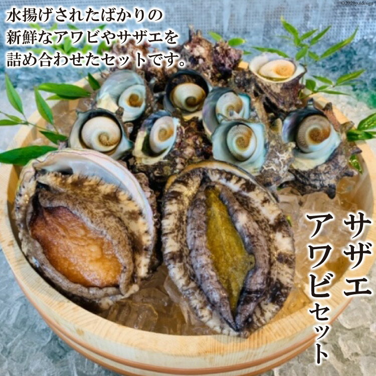 【ふるさと納税】サザエ、アワビセ