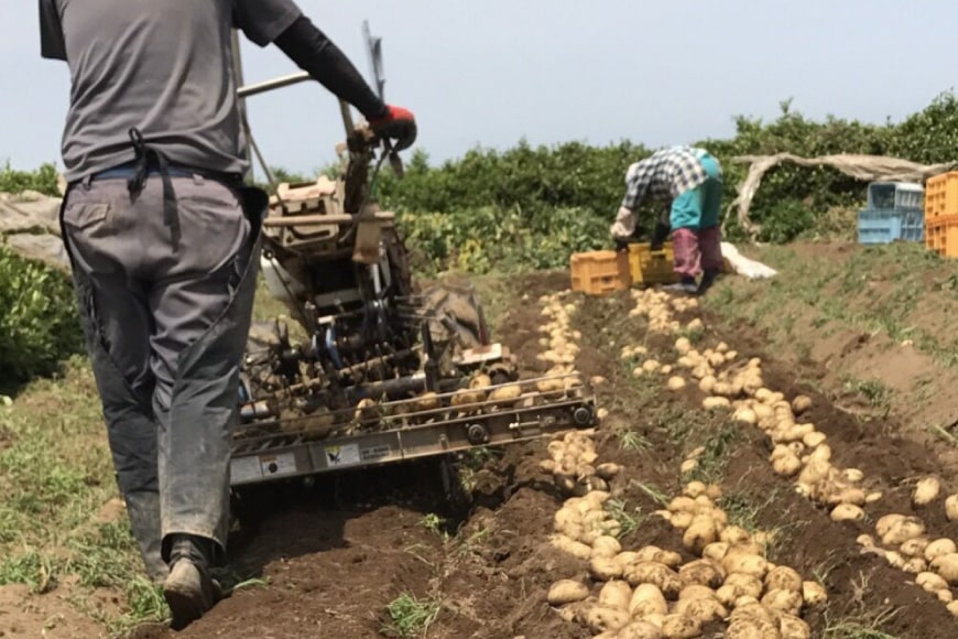 【ふるさと納税】【先行受付】ホクホクの 春じゃがいも 「 ニシユタカ 」5kg [Taji Farming 長崎県 雲仙市 item0608] 野菜 じゃがいも 春じゃが 5キロ