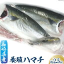 長崎県産養殖ハマチ(フィーレ)