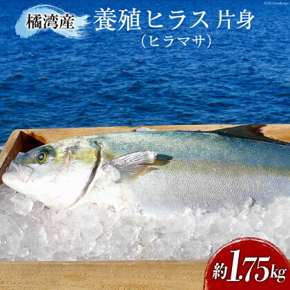 橘湾産養殖ヒラス(ヒラマサ)　片身約1.75kg 荒木鮮魚店 魚 ヒラス 白身 [item0403]