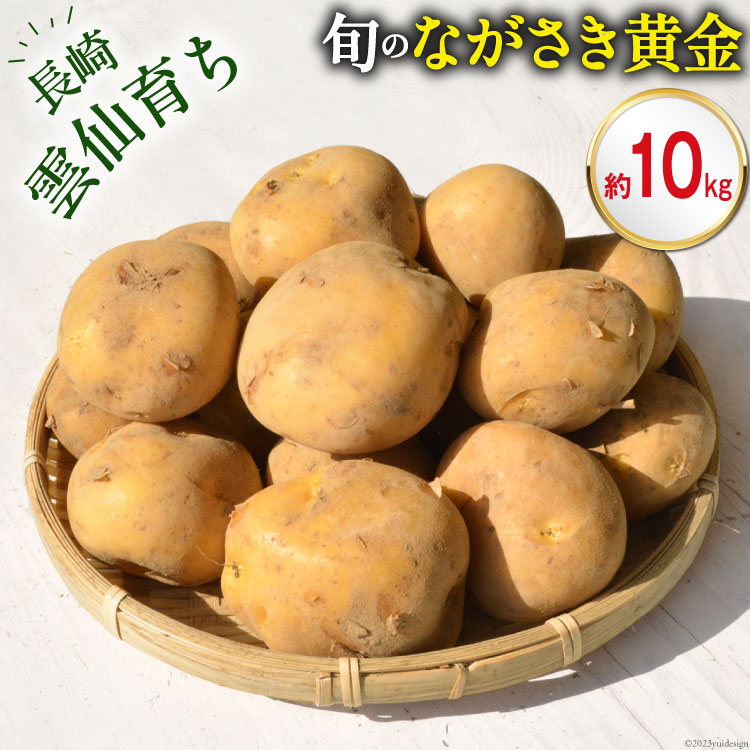 [島原半島育ち] 春 じゃがいも ながさき黄金 10kg [まるまさ 長崎県 雲仙市 item0885] 芋 ジャガイモ じゃが芋 春じゃが 10キロ 期間限定