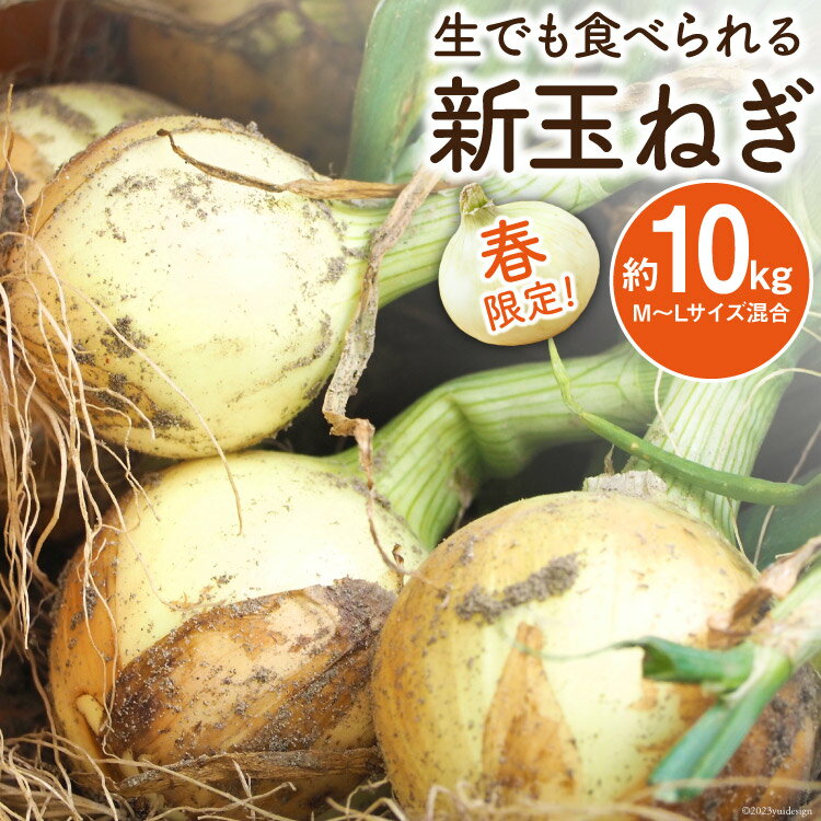 10位! 口コミ数「0件」評価「0」【先行受付】新玉ねぎ 約10kg / 長崎県農産品流通合同会社 / 長崎県 雲仙市 [item0941] / 野菜 たまねぎ タマネギ 玉葱･･･ 