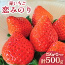 【ふるさと納税】いちご 赤いちご 恋みのり 250g×2パック [トトノウ 長崎県 雲仙市 item0980] イチゴ 苺 フルーツ 果物 くだもの 期間限定 季節限定