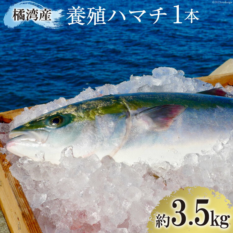 【ふるさと納税】橘湾産養殖 ハマチ 1本 約3.5kg / 