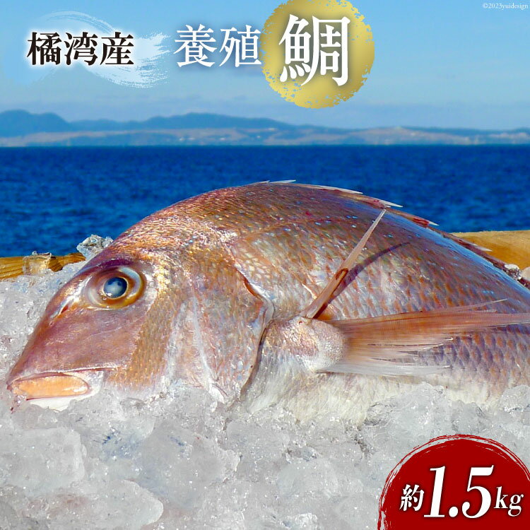 【ふるさと納税】橘湾産養殖 鯛　約1.5kg / 荒木鮮魚店 / 長崎県 雲仙市 [item1091] 魚 たい 刺身 お魚 魚介類 白身