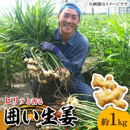 【2024年1月末～発送】囲い生姜 約 1kg / ショウガ しょうが 生姜 健康食品 薬味 生姜焼き おろし生姜 ジンジャー / 南島原市 / ふくはちファーム [SBS009]