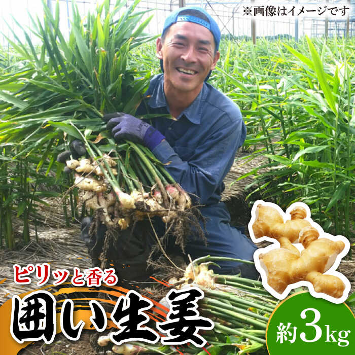 【ふるさと納税】【2024年1月末～発送】囲い生姜 約 3kg / ショウガ しょうが 生姜 健康食品 薬味 生姜焼き おろし生姜 ジンジャー / 南島原市 / ふくはちファーム [SBS011]