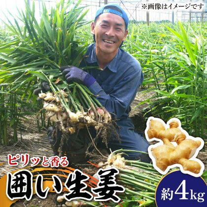 【2024年1月末～発送】囲い生姜 約 4kg / ショウガ しょうが 生姜 健康食品 薬味 生姜焼き おろし生姜 ジンジャー / 南島原市 / ふくはちファーム [SBS012]