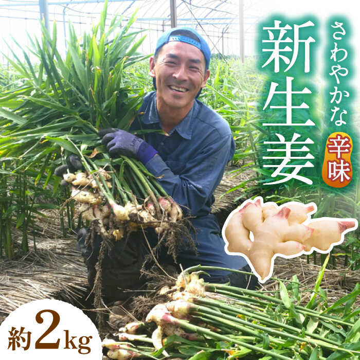 野菜・きのこ(生姜)人気ランク6位　口コミ数「1件」評価「1」「【ふるさと納税】【2024年8月～発送】新生姜 約2kg / ショウガ しょうが 生姜 健康食品 薬味 生姜焼き おろし生姜 ジンジャー / 南島原市 / ふくはちファーム [SBS016]」