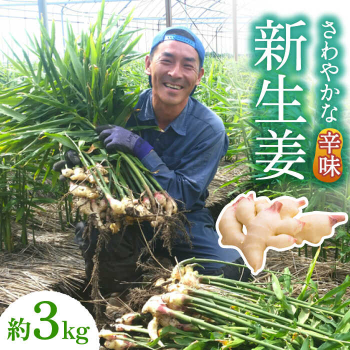 野菜・きのこ(生姜)人気ランク29位　口コミ数「0件」評価「0」「【ふるさと納税】【2024年8月～発送】新生姜 約3kg / ショウガ しょうが 生姜 健康食品 薬味 生姜焼き おろし生姜 ジンジャー / 南島原市 / ふくはちファーム [SBS017]」