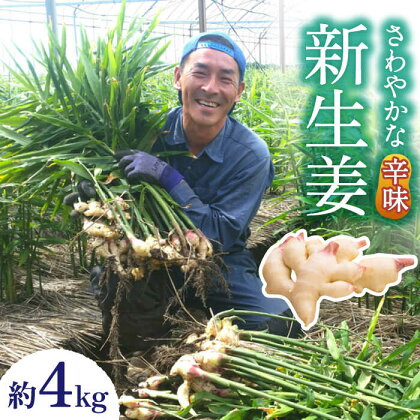 【2024年8月～発送】新生姜 約4kg / ショウガ しょうが 生姜 健康食品 薬味 生姜焼き おろし生姜 ジンジャー / 南島原市 / ふくはちファーム [SBS018]