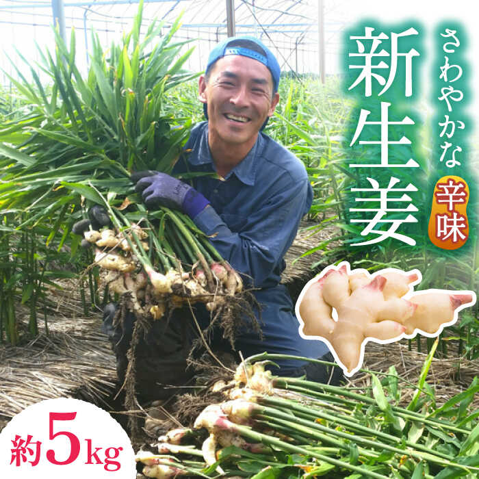 食べられるのは2ヶ月の間だけ！ 微生物の力を利用した、こだわりの土壌で育った生姜は病気になりにくく、ぷっくりとした美しいピンク色です！ さわやかな風味が特徴の「新生姜」をお楽しみください♪ 8月中旬〜10月末に順次発送する予定です。（天候等の影響により発送が前後する場合があります。） 【楽しみ方】 【微生物がたくさんの土】 地中でいわゆる有用微生物を繁殖させ、発酵状態にします。 そうすると、土の表面ばかりでなくその内部まで、真っ白く色付きます。 その様子はまるで、お米を酵母で発酵させた米麹のよう。 さらにそこから漂う匂いは、寝かせたパン生地を思わせます。 私たちが土づくりの柱としている“島本微生物農法”では、こうした微生物の塊を「土こうじ」と呼びます。 大事なのは、いろんな微生物が一斉に活動している状態をつくること。 そうすると、病気を寄せ付けない土になっていきます。 【土は生姜にとってのゆりかご】 畑に土こうじを行き渡らせたら、あらかじめ立てた計画に沿って、良質な堆肥をしっかりと撒いていきます。 これができてはじめて、いろいろな外敵から作物を守りながら、必要な養分を惜しみなく与えることができる、たくましくて優しい土になります。 そんな土がぎっしりと敷き詰められた畑は、生姜にとっては山と海に囲まれた　“ゆりかご”　と言えます。 ふくはちファームの生姜は、そうした伸びやかな環境で、香り・歯ざわりとも豊かに育っていくのです。 その他の返礼品はこちら！ 新生姜 約1kg ショウガ しょうが 生姜 健康食品 薬味 生姜焼き おろし生姜 ジンジャー 南島原市 ふくはちファーム 新生姜 約2kg ショウガ しょうが 生姜 健康食品 薬味 生姜焼き おろし生姜 ジンジャー 南島原市 ふくはちファーム 新生姜 約3kg ショウガ しょうが 生姜 健康食品 薬味 生姜焼き おろし生姜 ジンジャー 南島原市 ふくはちファーム 新生姜 約4kg ショウガ しょうが 生姜 健康食品 薬味 生姜焼き おろし生姜 ジンジャー 南島原市 ふくはちファーム 新生姜 約6kg ショウガ南島原市 ふくはちファーム/福島農園 [SBS020] 健康食品 薬味 生姜焼き おろし生姜 囲い生姜 約 1kg ショウガ 南島原市 ふくはちファーム 福島農園 [SBS009] 健康食品 薬味 生姜焼き おろし生姜 ジンジャー 囲い生姜 約 2kg ショウガ 南島原市 ふくはちファーム/福島農園 [SBS010] 健康食品 薬味 生姜焼き おろし生姜 囲い生姜 約 3kg ショウガ 南島原市 ふくはちファーム/福島農園 [SBS011] 健康食品 薬味 生姜焼き おろし生姜 囲い生姜 約 4kg ショウガ 南島原市 ふくはちファーム/福島農園 [SBS012] 健康食品 薬味 生姜焼き おろし生姜 囲い生姜 約 5kg ショウガ 南島原市 ふくはちファーム/福島農園 [SBS013] 健康食品 薬味 生姜焼き おろし生姜 全ての商品はこちら 商品説明 名称新生姜 内容量約5kg※出荷時には、葉を取った状態でお届けします。 原料原産地 南島原産 賞味期限 3〜5日 涼しい場所で保存し、新鮮なうちにお召し上がりください。 配送方法常温 配送期日2024年8月中旬～10月上旬より順次発送（天候等の影響により発送が前後する場合があります。） 提供事業者ふくはちファーム #/野菜/野菜/