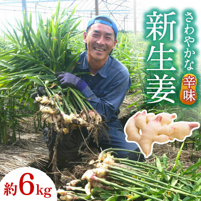 楽天市場】新生姜(総重量(野菜)6.0 ~ 6.9kg)(生姜|野菜 楽天市場】新生姜(総重量(野菜)6.0 ~ 6.9kg)(生姜|野菜