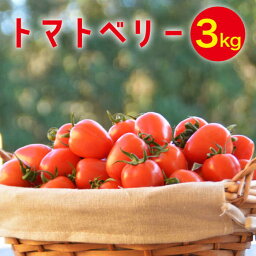 【ふるさと納税】トマトベリー 3kg / トマト 野菜 サラダ ミニトマト プチトマト / 南島原市 / 長崎県農産品流通合同会社[SCB030]