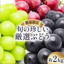【ふるさと納税】【2025年8月〜発送】【数量限定】 旬の珍しい厳選 ぶどう 約 2kg / 旬 フルーツ ぶどう ブドウ 葡萄 マスカット 果物 くだもの 産...