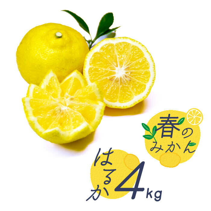 楽天市場】はるか みかん(産地(都道府県)長崎)(フルーツ 楽天市場】はるか みかん(産地(都道府県)長崎)(フルーツ