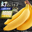 【ふるさと納税】【12回定期便】【皮ごと食べられる!】なかなかバナナ 5本〈7月〜9月は発送停止〉 / バナナ フルーツ 果物 定期便 フルーツ定期便 / 南島...