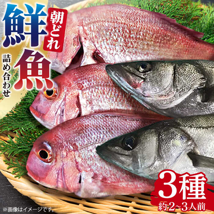 【ふるさと納税】朝どれ 鮮魚 詰め合わせ 3種（2〜3人...