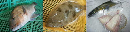 長崎県産(養殖) 活〆マダイ・活〆ヒラメ・活〆ヒラス