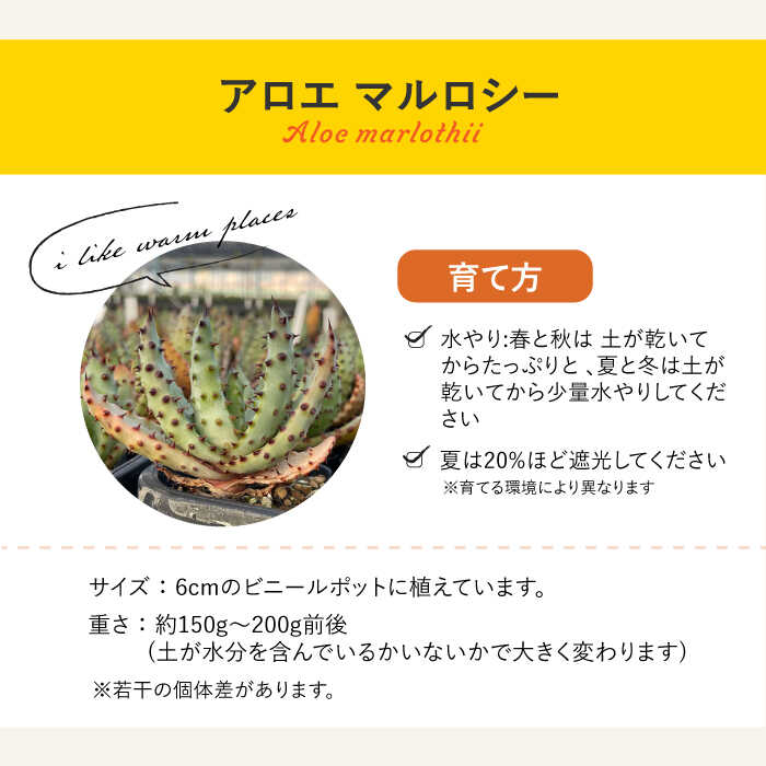 【ふるさと納税】アロエ マルロシー ＆ アガベ ベネズエラ　各1株 長与町/グリューム　Aloe marlothii Agave desmettiana[EAI113]