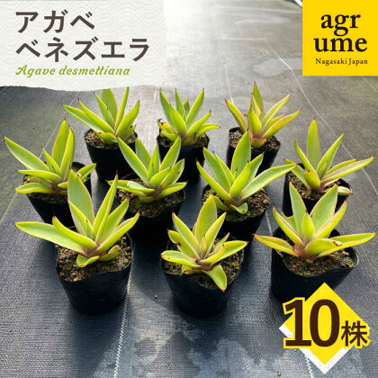 【数量限定】 アガベ ベネズエラ 10株セット 長与町/アグリューム Agave desmettiana[EAI116]