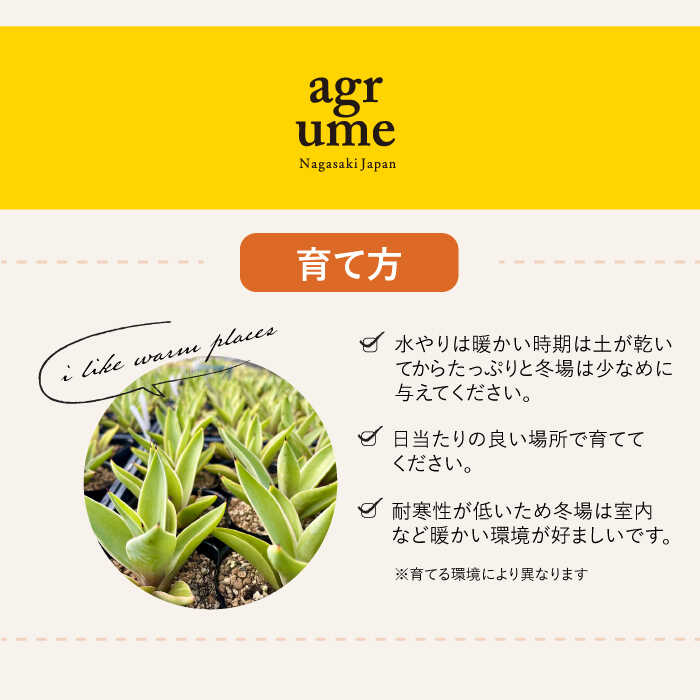 【ふるさと納税】【数量限定】 アガベ ベネズエラ 3株セット 長与町/アグリューム Agave desmettiana[EAI117]