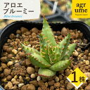 アロエ 【ふるさと納税】【数量限定】 Aloe broomii　アロエ ブルーミー 1株 長与町/アグリューム[EAI120]