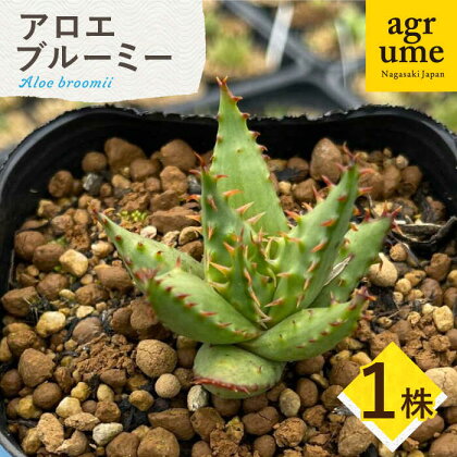 【数量限定】 Aloe broomii　アロエ ブルーミー 1株 長与町/アグリューム[EAI120]