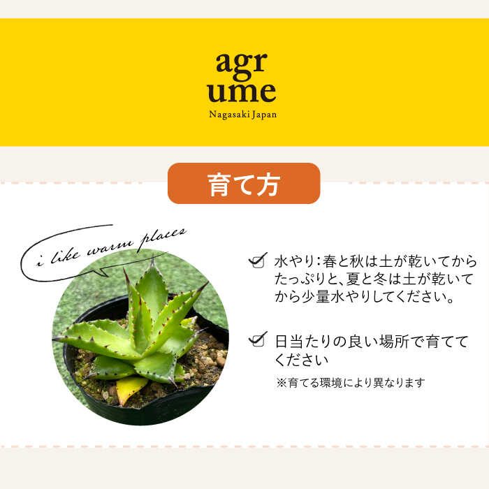 【ふるさと納税】Agave chiapensis　アガベ チアペンシス 1株 長与町/アグリューム[EAI121]