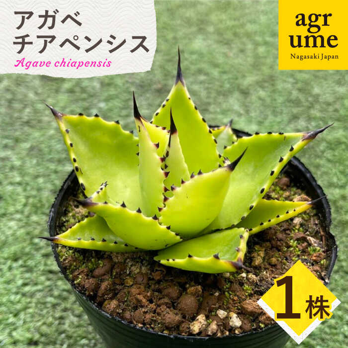 花・観葉植物人気ランク6位　口コミ数「0件」評価「0」「【ふるさと納税】Agave chiapensis　アガベ チアペンシス 1株 長与町/アグリューム[EAI121]」