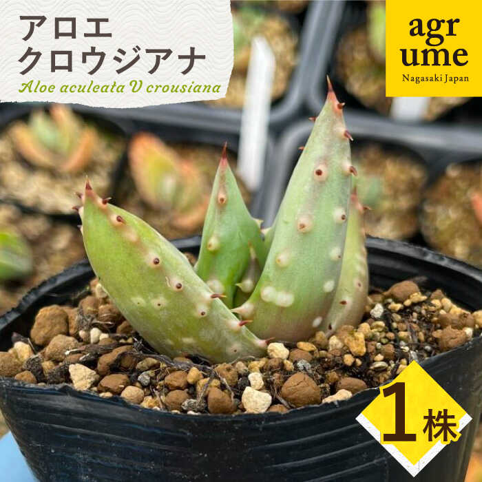 [数量限定] Aloe aculeata V crousiana アロエ クロウジアナ 1株 長与町/アグリューム