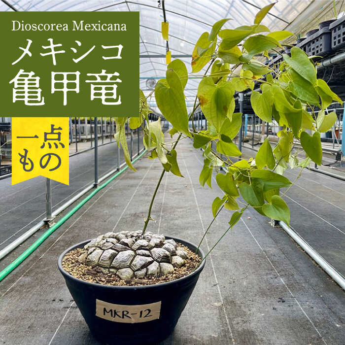 Dioscorea Mexicana メキシコ亀甲竜 (個体番号MKR-12) 長与町/アグリューム