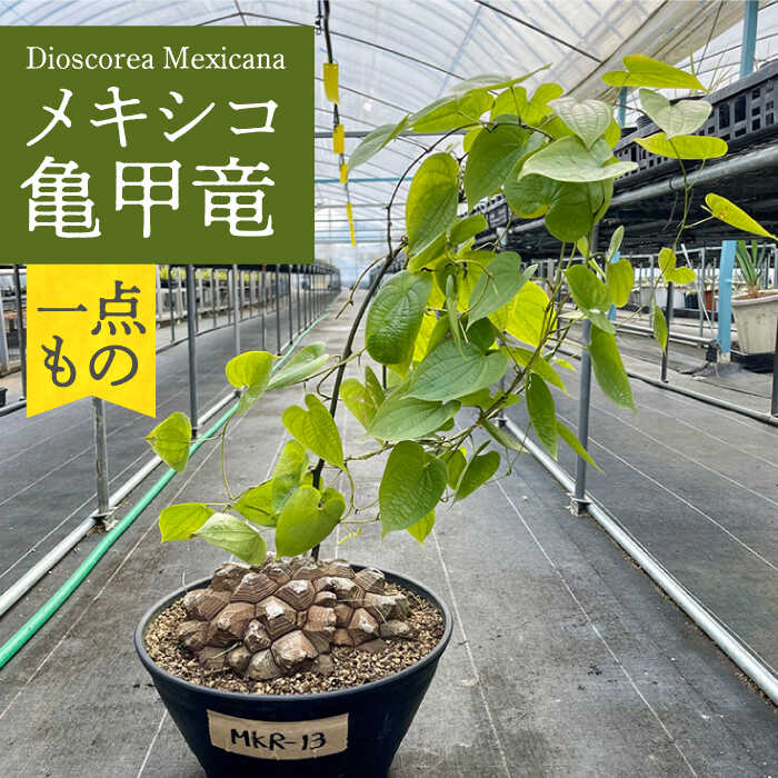 Dioscorea Mexicana メキシコ亀甲竜 (個体番号MKR-13) 長与町/アグリューム