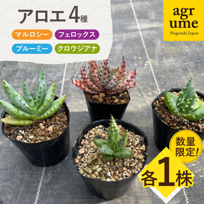 [数量限定]アロエ4種セット (ブルーミー・フェロックス・クロウジアナ・マルロシー) 長与町/アグリューム