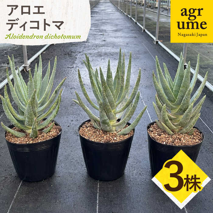 アロエ ディコトマ 3株 Aloidendron dichotomum(Aloe dichotoma)長与町/アグリューム
