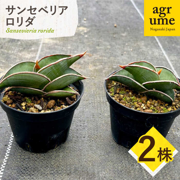 サンセベリア ロリダ Sansevieria rorida 2株 長与町/アグリューム[EAI167] サンセベリア ロリダ さんせべりあ ろりだ 植物 雑貨 おしゃれ 国産 送料無料 常温 2株