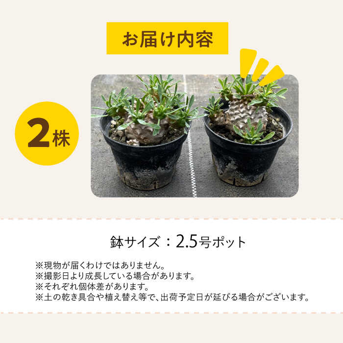 【ふるさと納税】ユーフォルビア 峨眉山（ガビザン）Euphorbia Gabisan 2株 長与町/アグリューム[EAI172] ユーフォルビア ガビザン ゆーふぉるびあ がびざん 植物 おしゃれ 雑貨 送料無料 国産 常温 2株