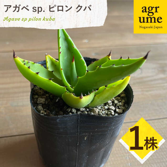 アガベ sp. ピロン クバ 1株 Agave sp pilon kuba 長与町/アグリューム