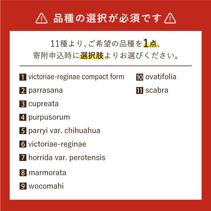 【ふるさと納税】【数量限定】「11種類の中から選べる」 実生 アガベ 1点 長与町/アグリューム [EAI053] 観葉植物 アガベ 多肉植物 苗