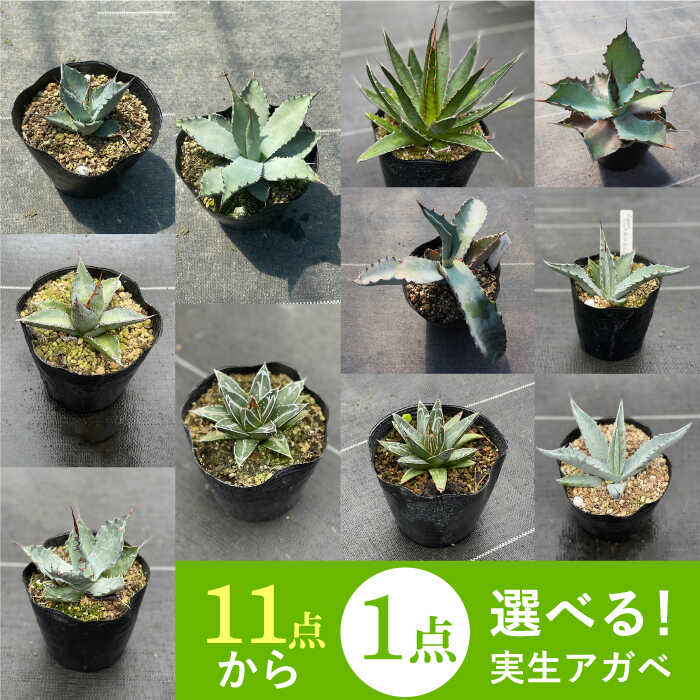 【ふるさと納税】【数量限定】 11種類の中から選べる 実生 アガベ 1点 長与町/アグリューム [EAI053] 観葉植物 アガベ 多肉植物 苗