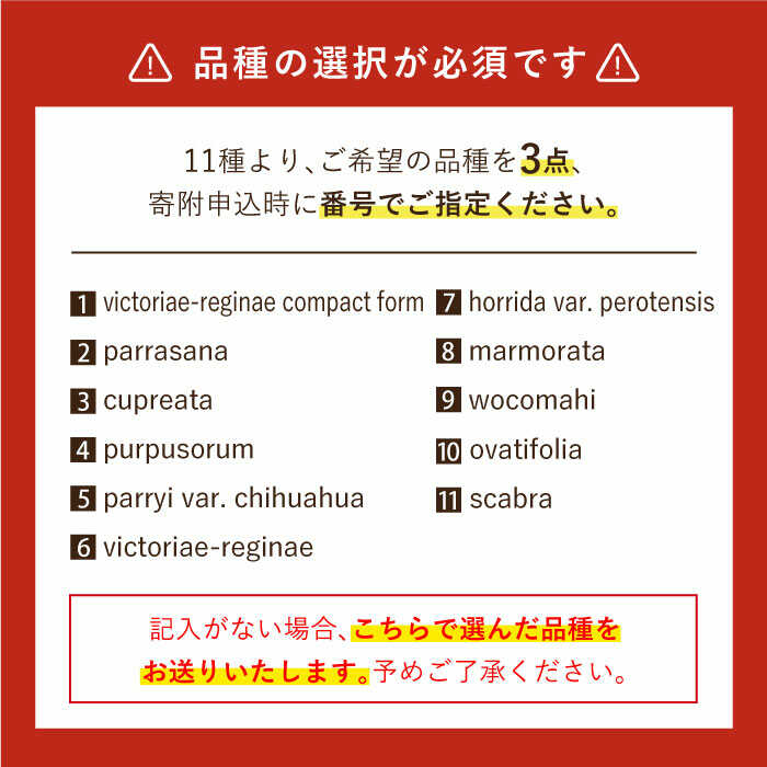 【ふるさと納税】【数量限定】「11種類の中から選べる」 実生 アガベ 3点 長与町/アグリューム [EAI054] 観葉植物 アガベ 多肉植物 苗